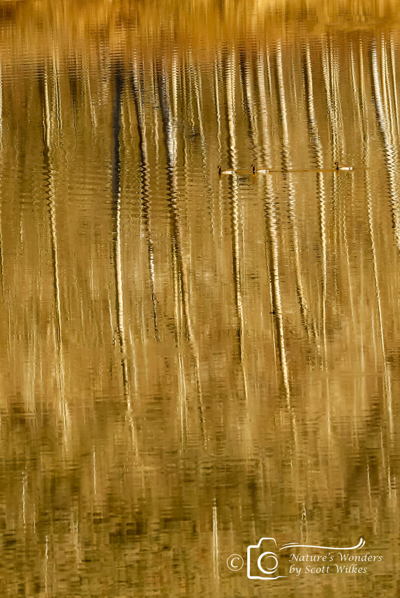 Reflection of Autumn