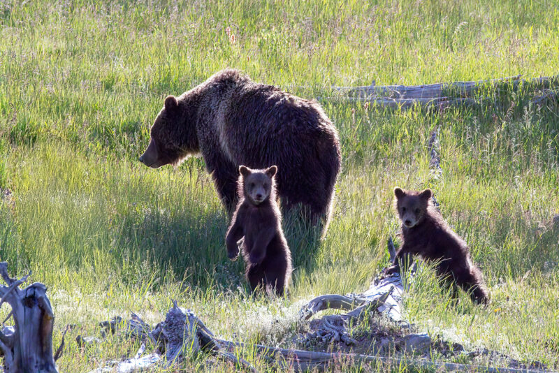 Grizzly 399 And The Cubs