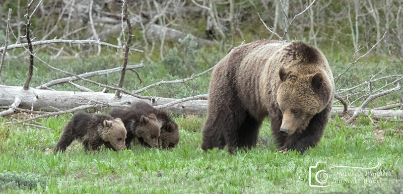 Grizzly Blondie and Cubs