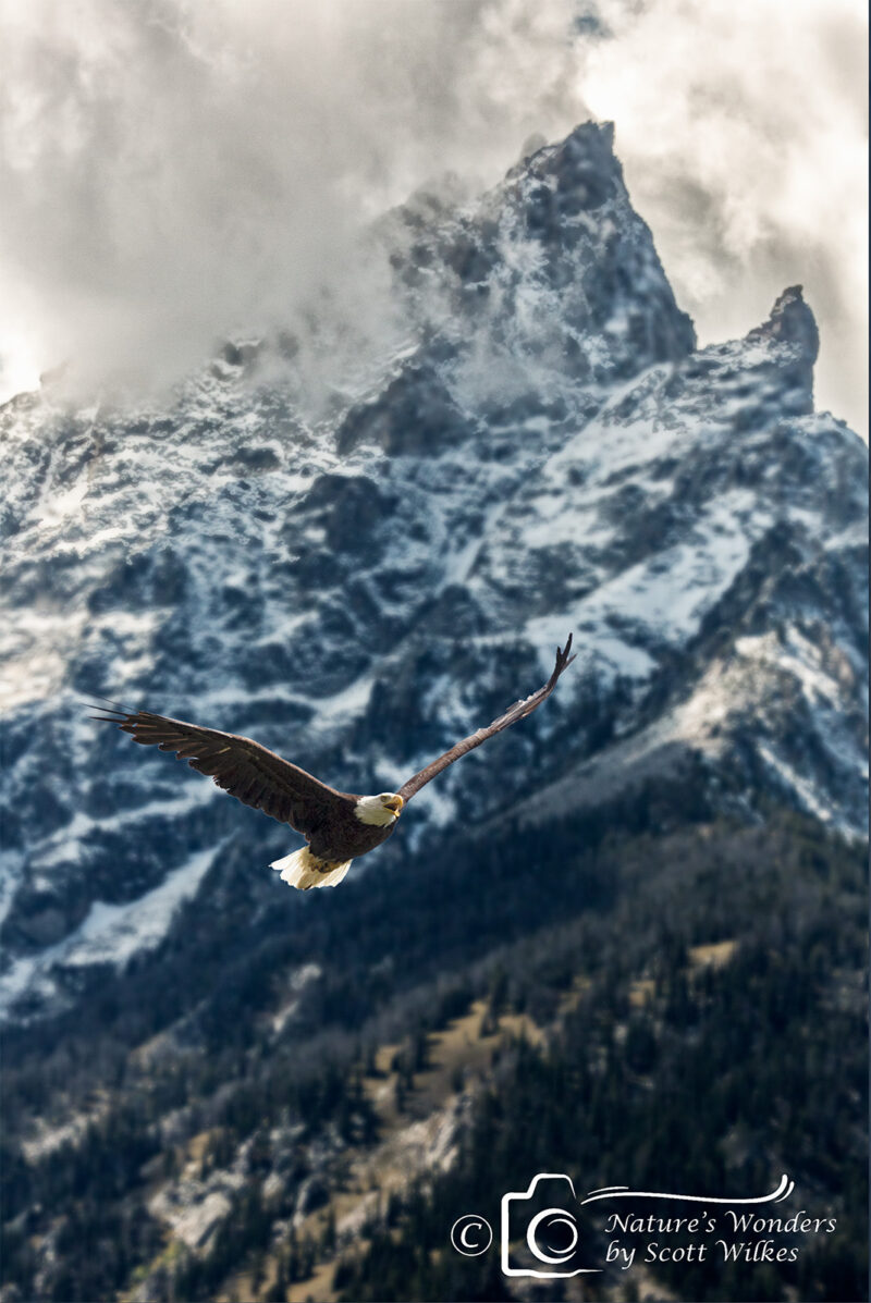 Bald Eagle Soaring against Grand Teton Backdrop