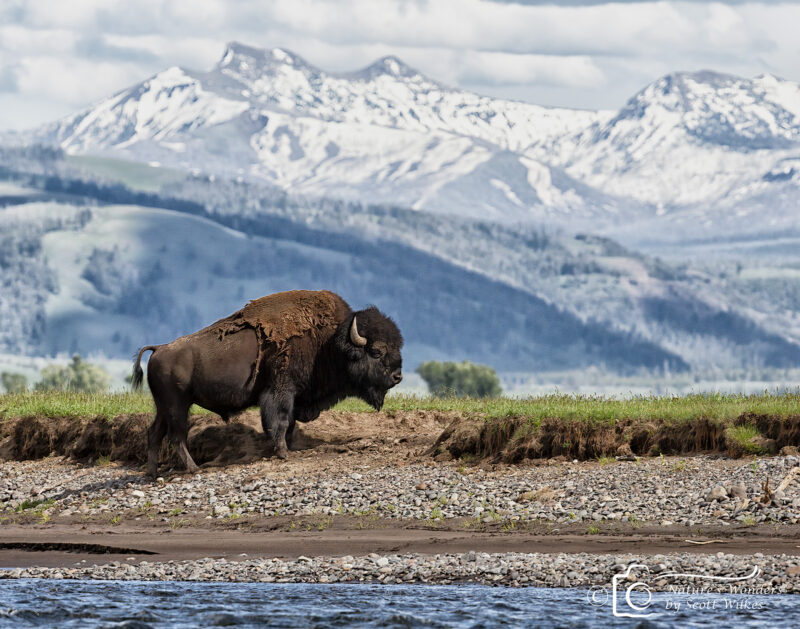 Lone Bison Along The Lamar River