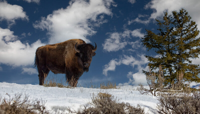 Bison In Winter