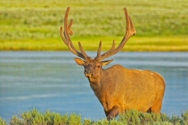 Bull Elk At Sunset