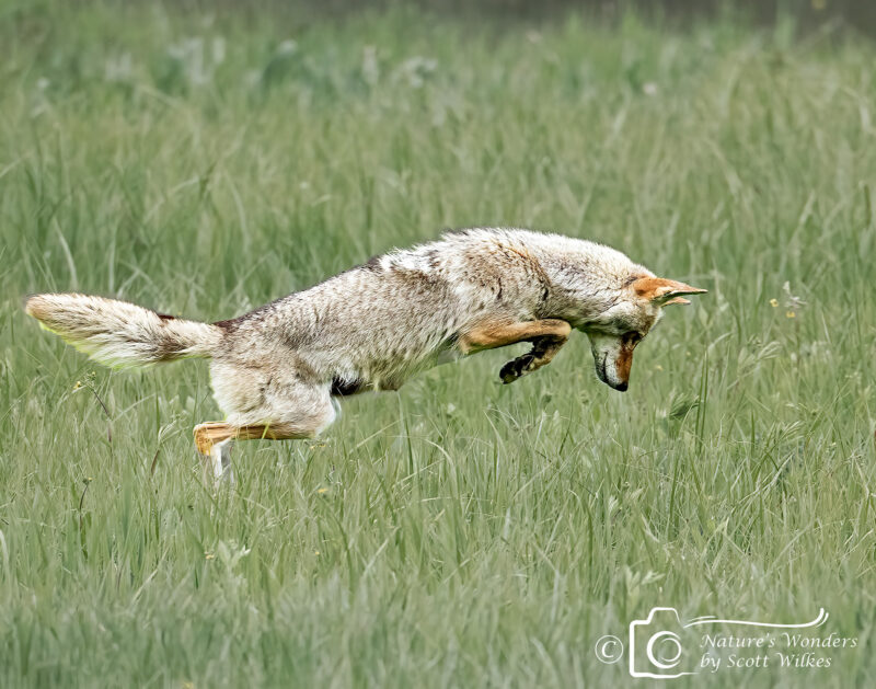 Coyote Hunting In The Meadow