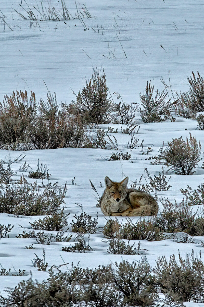 Lone Coyote In The Snow