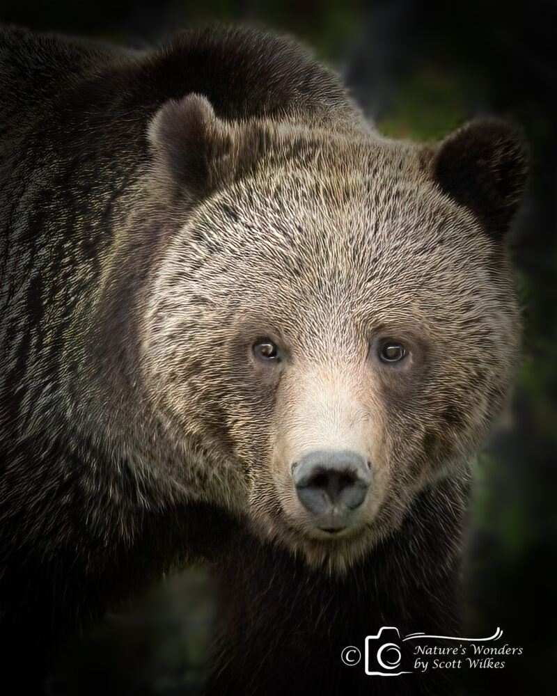 Eyes Of The Grizzly