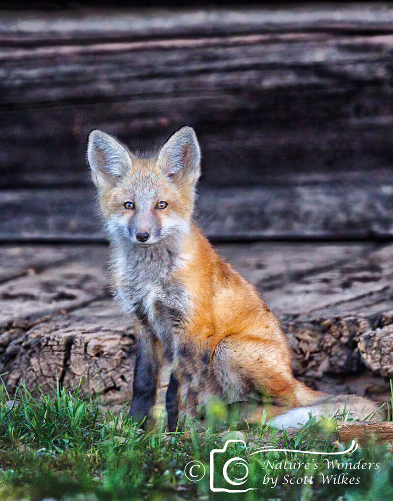 Lone Fox Kit