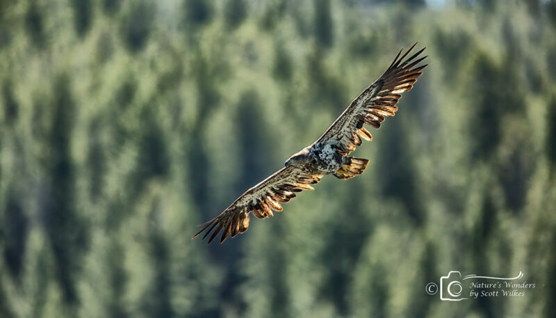 Juvenile Bald Eagle In Flight