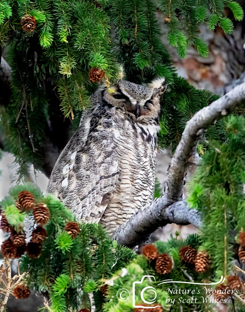 Great Horned Owl At Mammoth