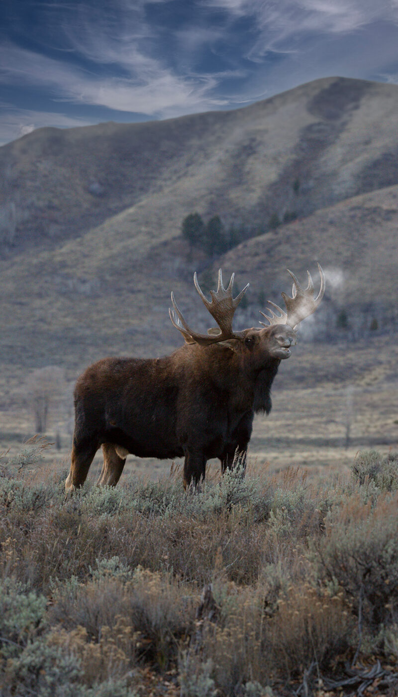 Bull Moose At Gros Ventre