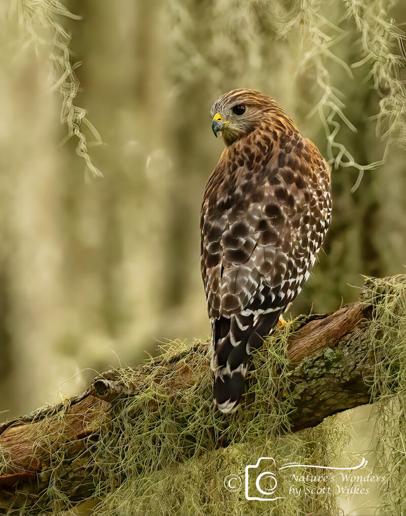 Red Tail Hawk In The Moss