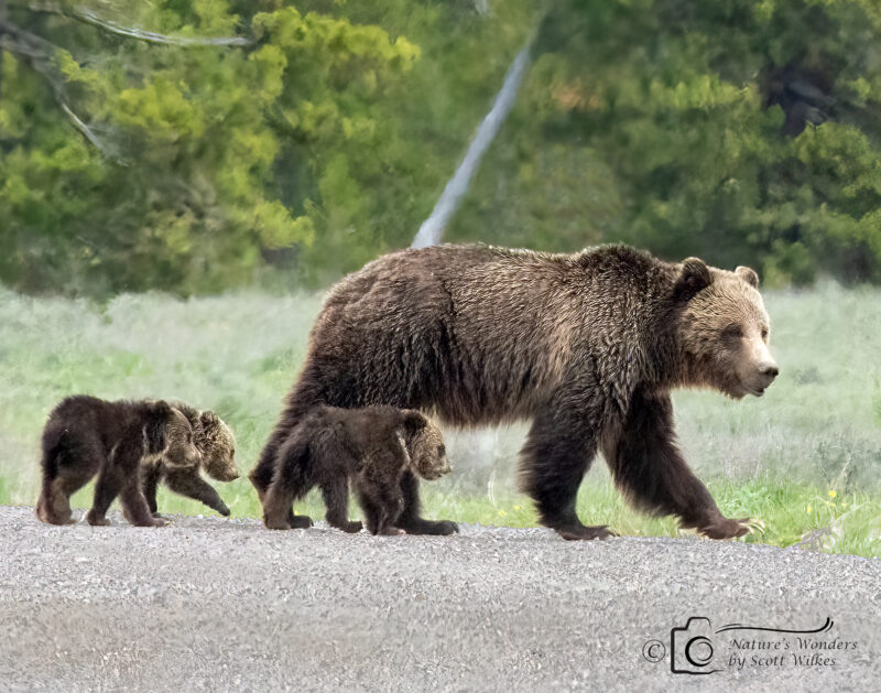 Grand Teton Gridlock