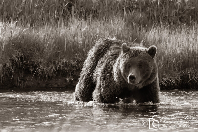 Grizzly Crossing The Firehole River