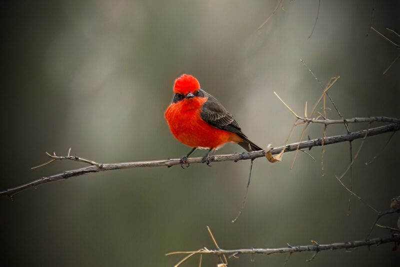 Elusive Vermillion Flycatcher